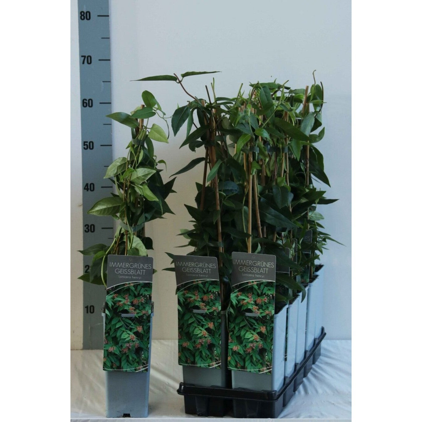 Kaprifol – Lonicera henryi - C2 50-60 CM 3 Stick